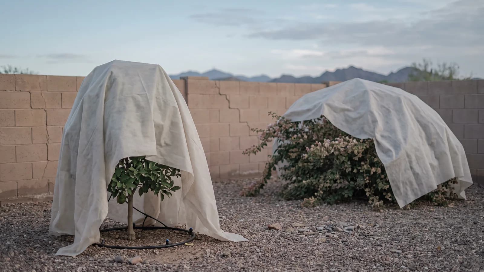 Young citrus tree and bougainvillea draped with frost cloth in a Peoria backyard at a cold dawn