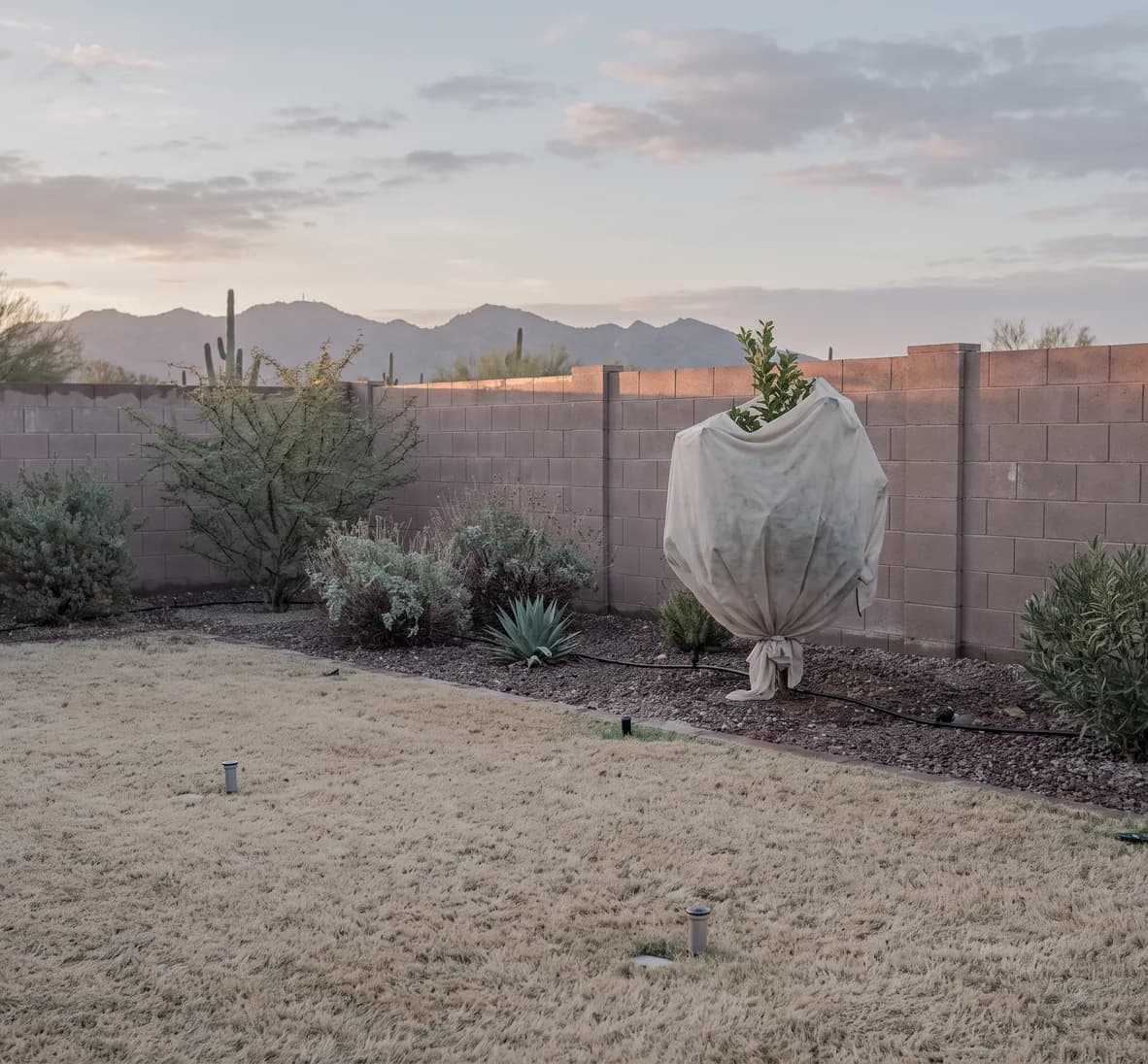 Winter dawn in a Peoria backyard with a dormant lawn, a frost cloth over a young citrus tree and drip-watered shrubs